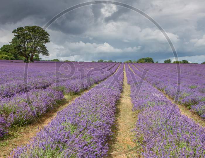 Stormy Sky Over A Lavender Field In Banstead Surrey
