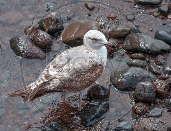 Common Gull (Larus Canus) Juvenile On A Beach In Funchal Madeira Portugal
