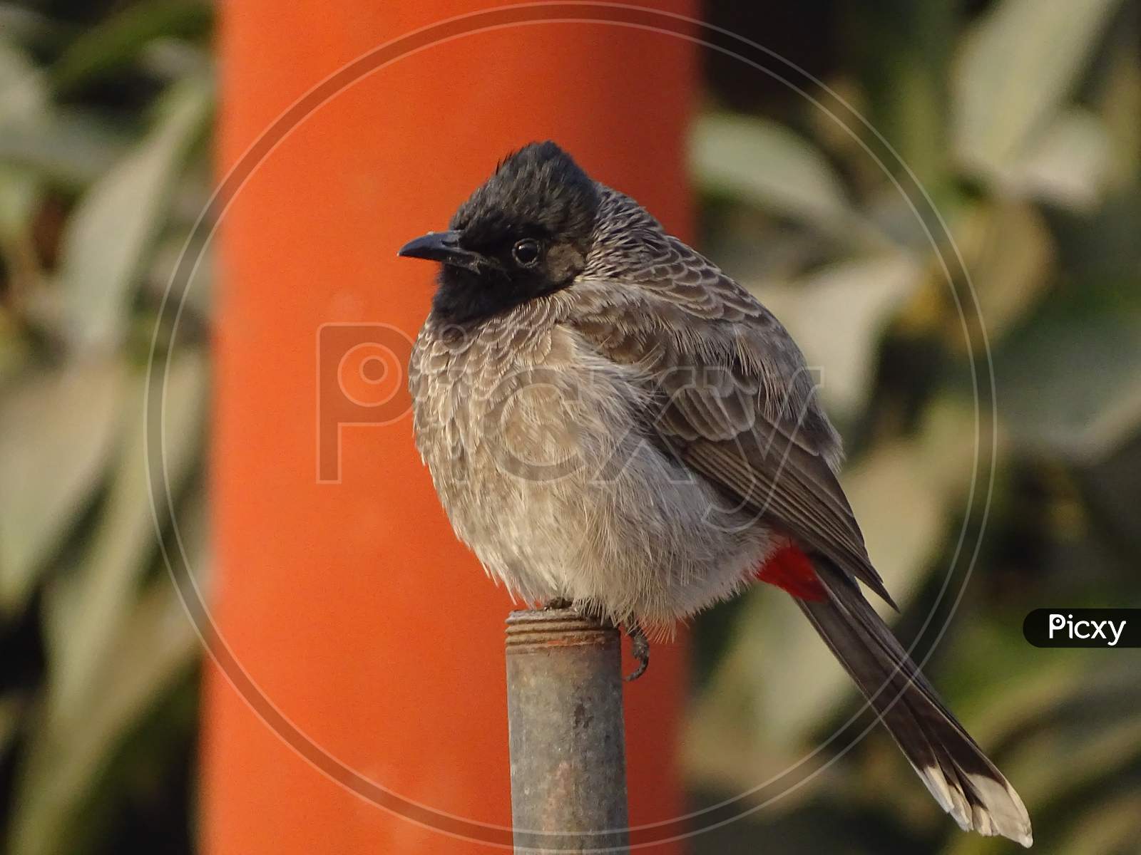 a cute Red-vented Bulbul sitting on waterpipe.