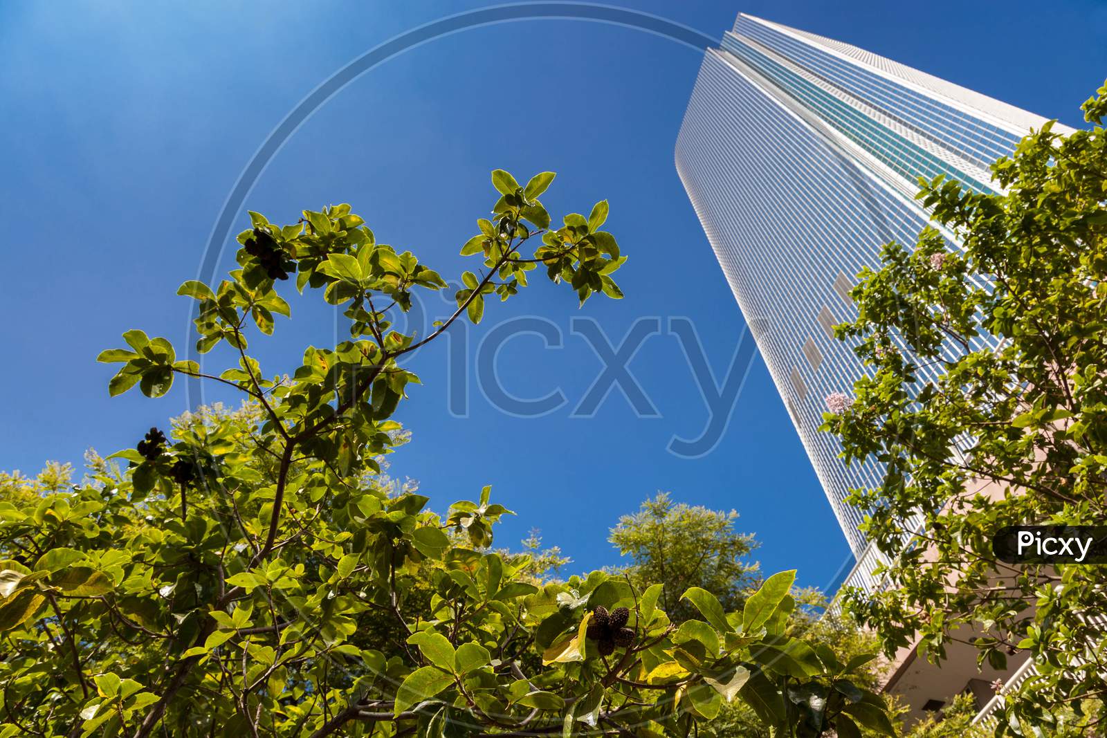 Skyscraper In The Financial District Of Los Angeles