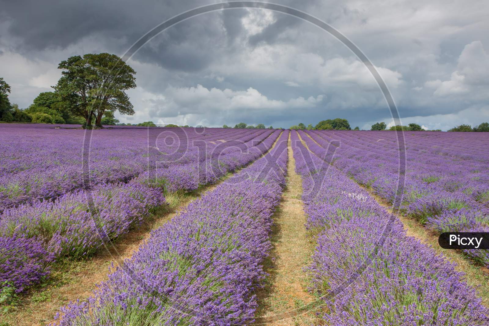 Stormy Sky Over A Lavender Field In Banstead Surrey
