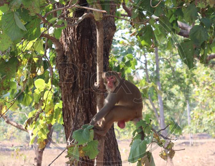 A monkey is Sit on the tree branch