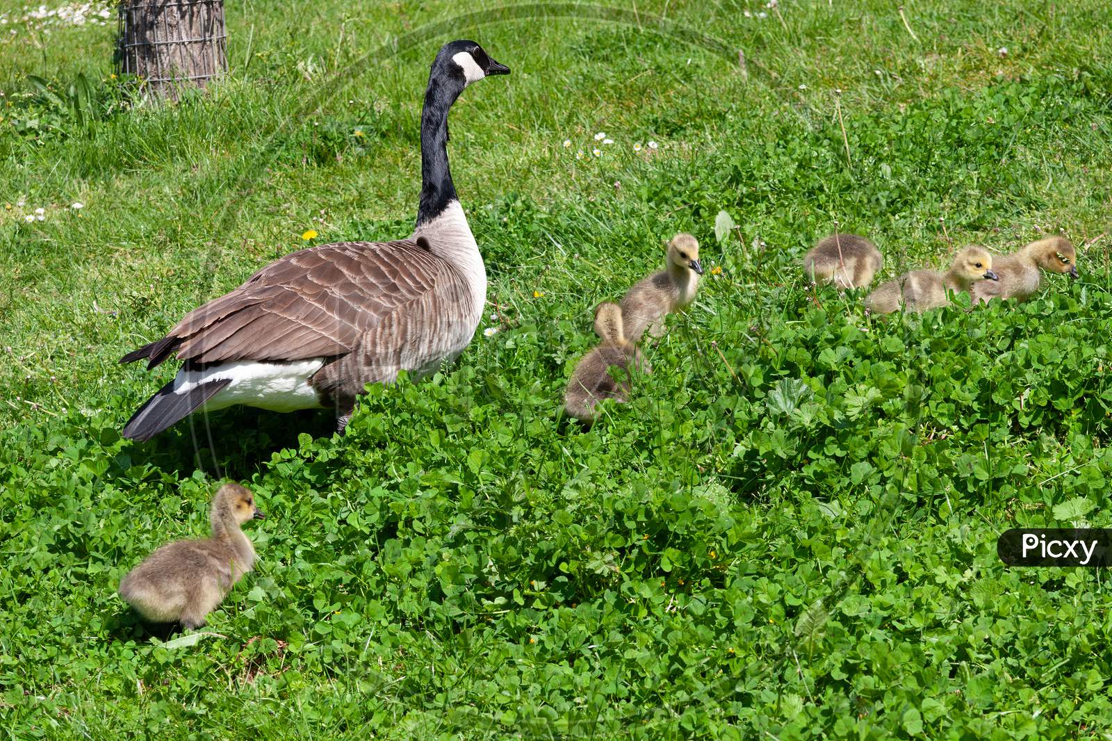 Canada Goose (Branta Canadensis) And Goslings On The Banks Of The River Thames