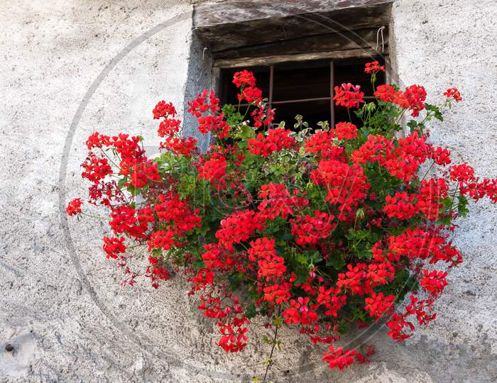 Red Geranium In A Wall Basket Below Window Of House In Cogne Italy
