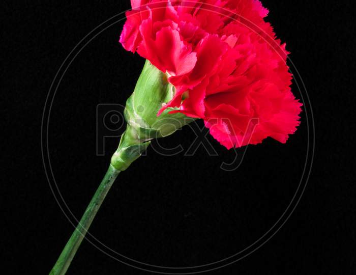 Single Red Carnation Against A Black Backgound