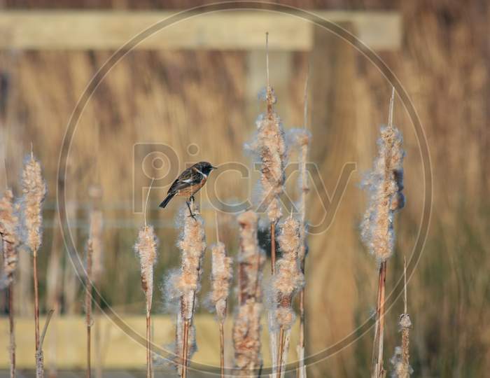 Common Stonechat (Saxicola Rubicola) Perched On A Bulrush Seed Head