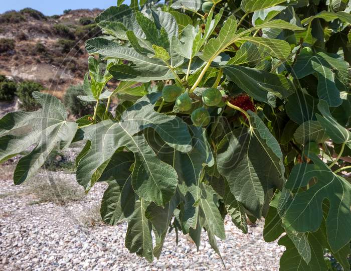 Fig Tree Growing Near The Beach In Cyprus