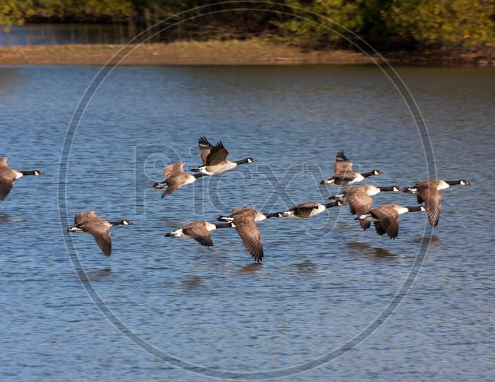Canada Geese Flying Over Weir Wood Reservoir