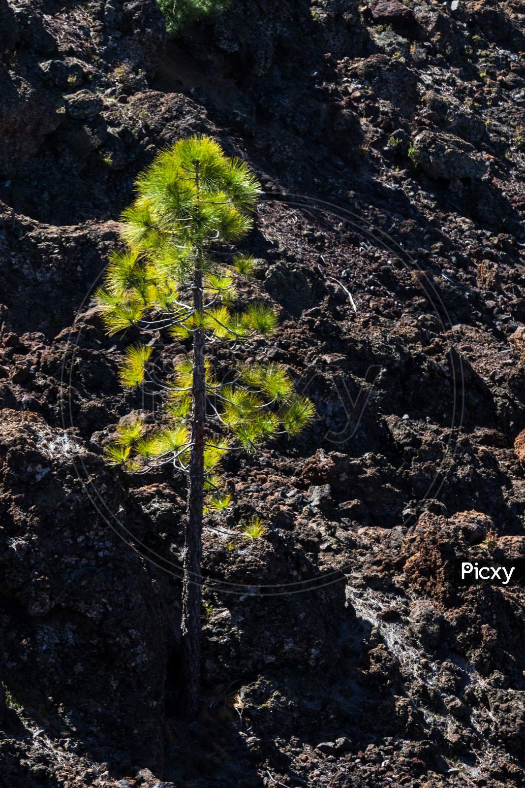 Backlit Fir Tree Against A Field Of Lava Near Mount Teide In Tenerife