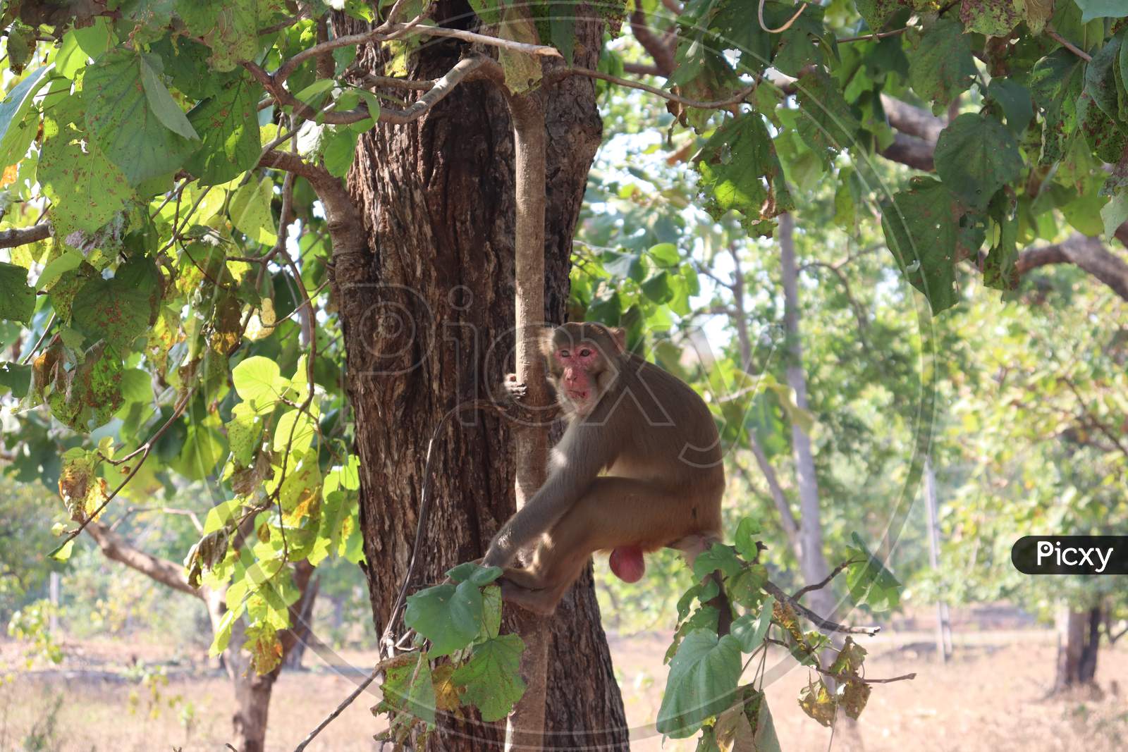A monkey is Sit on the tree branch