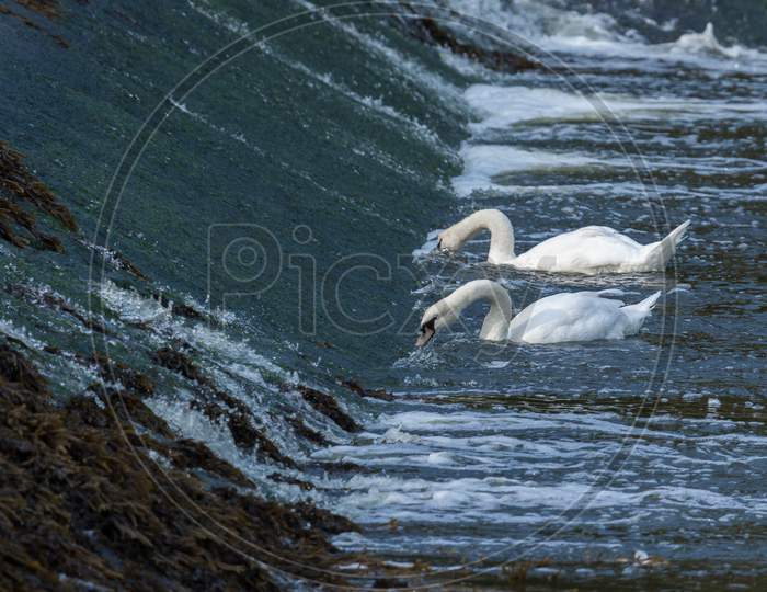 Swans Feeding In The River Coquet