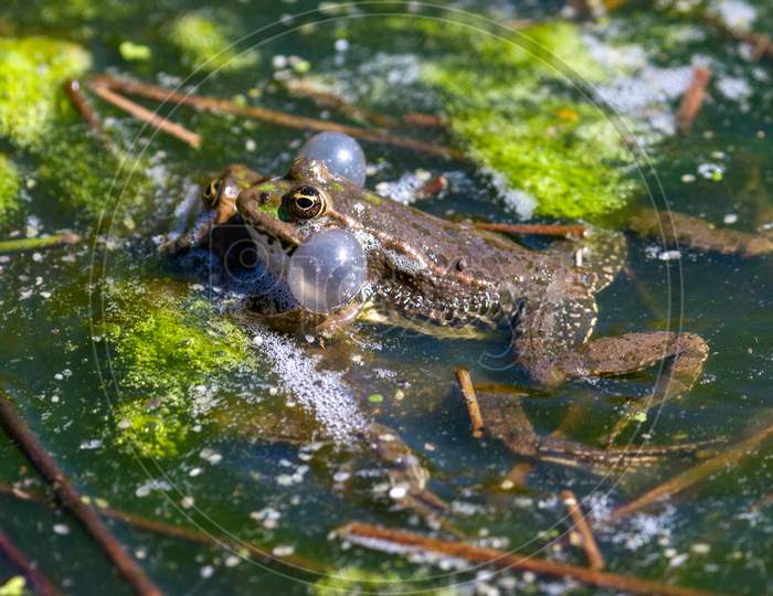 Close-Up Shot Of A Marsh Frog (Pelophylax Ridibundus)
