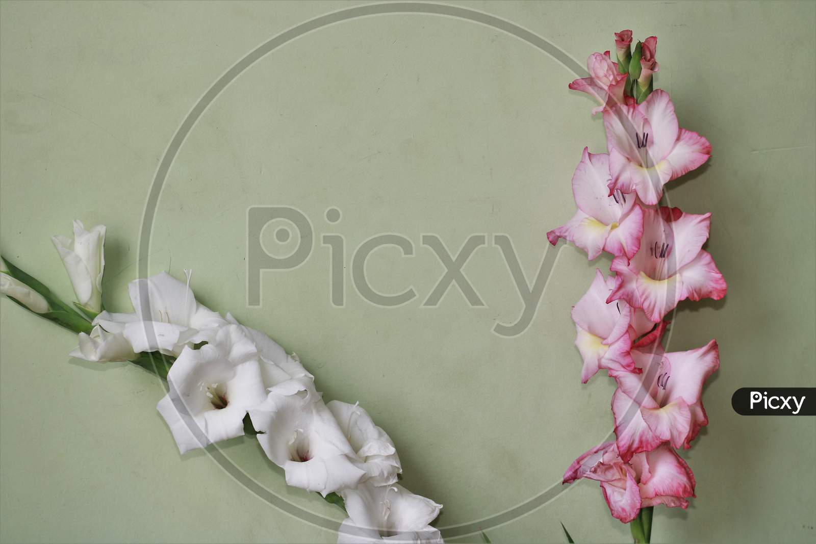 White and pink Gladiolus flower framed for seasons greetings. Background for seasons greetings.