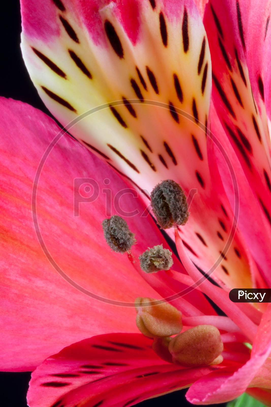 Freesia (Iridaceae) Close-Up