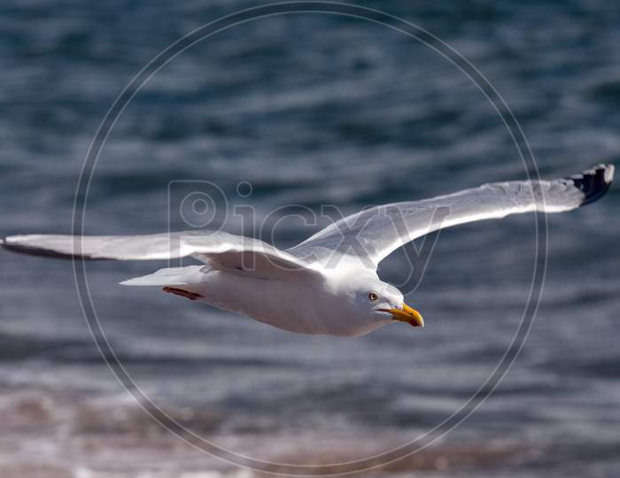 Common Gull (Larus Canus) At Chanonry Point In Scotland