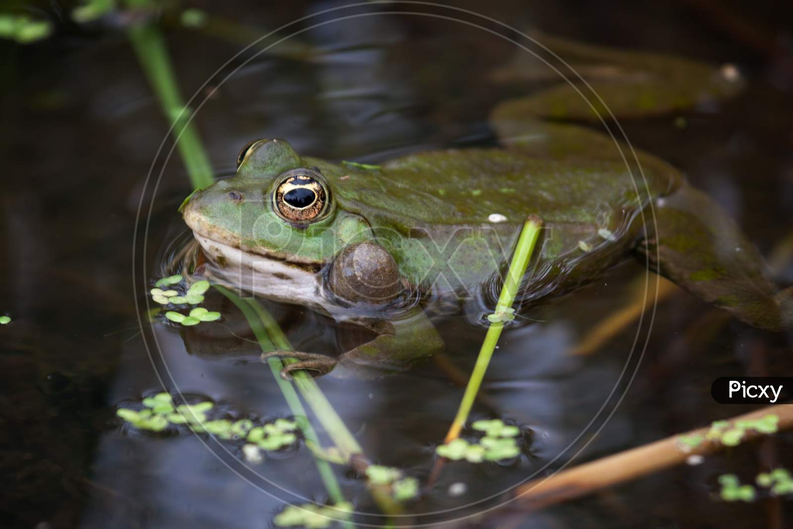 Marsh Frog Resting In A Pond
