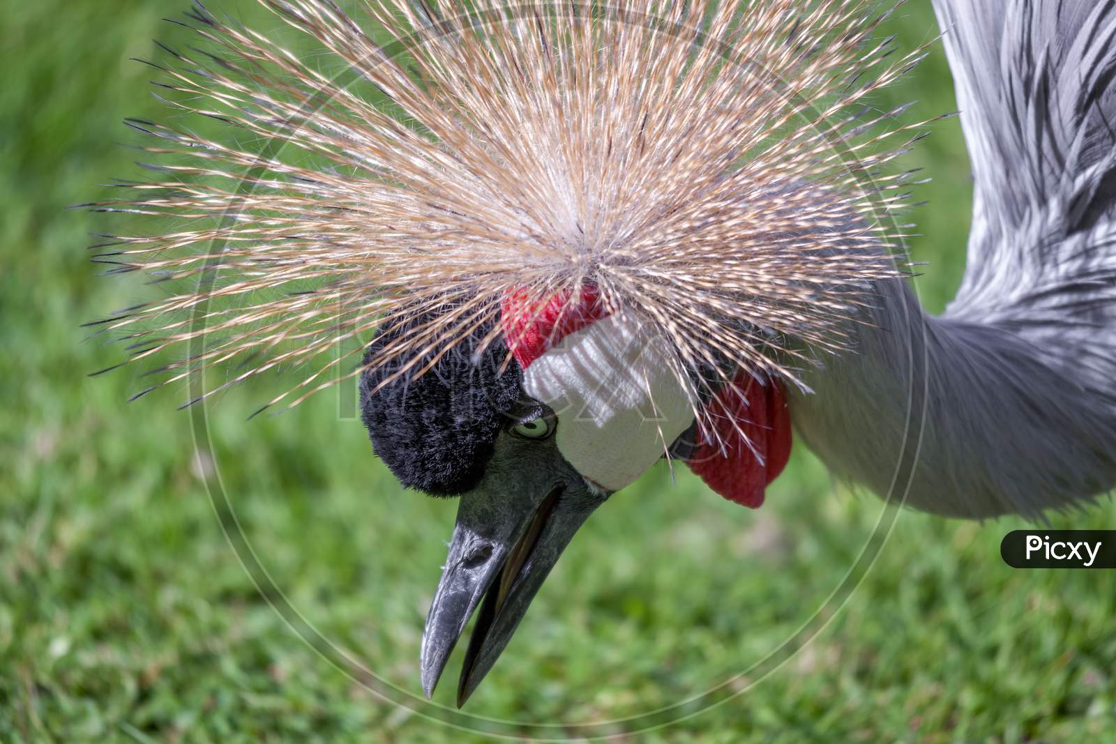 Black Crowned Crane Searching For Food