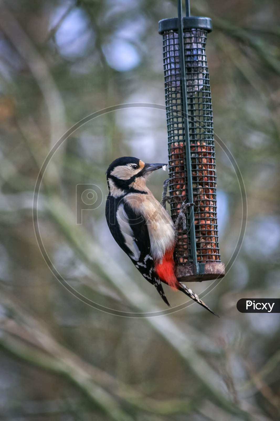 Great Spotted Woodpecker Feeding On Peanuts