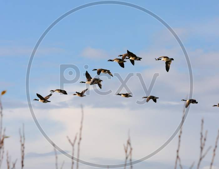 Canada Geese Flying Over Dungeness