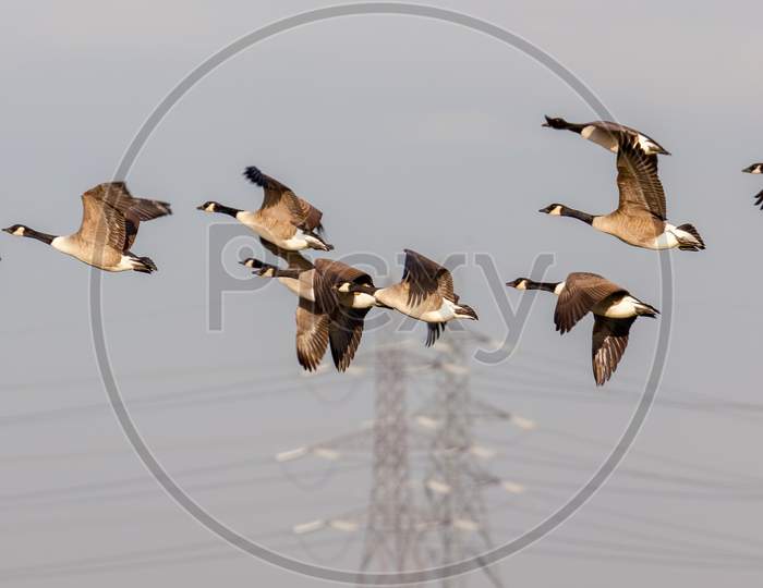 Greylag Geese (Anser Anser) Flying Over Marshes In Essex