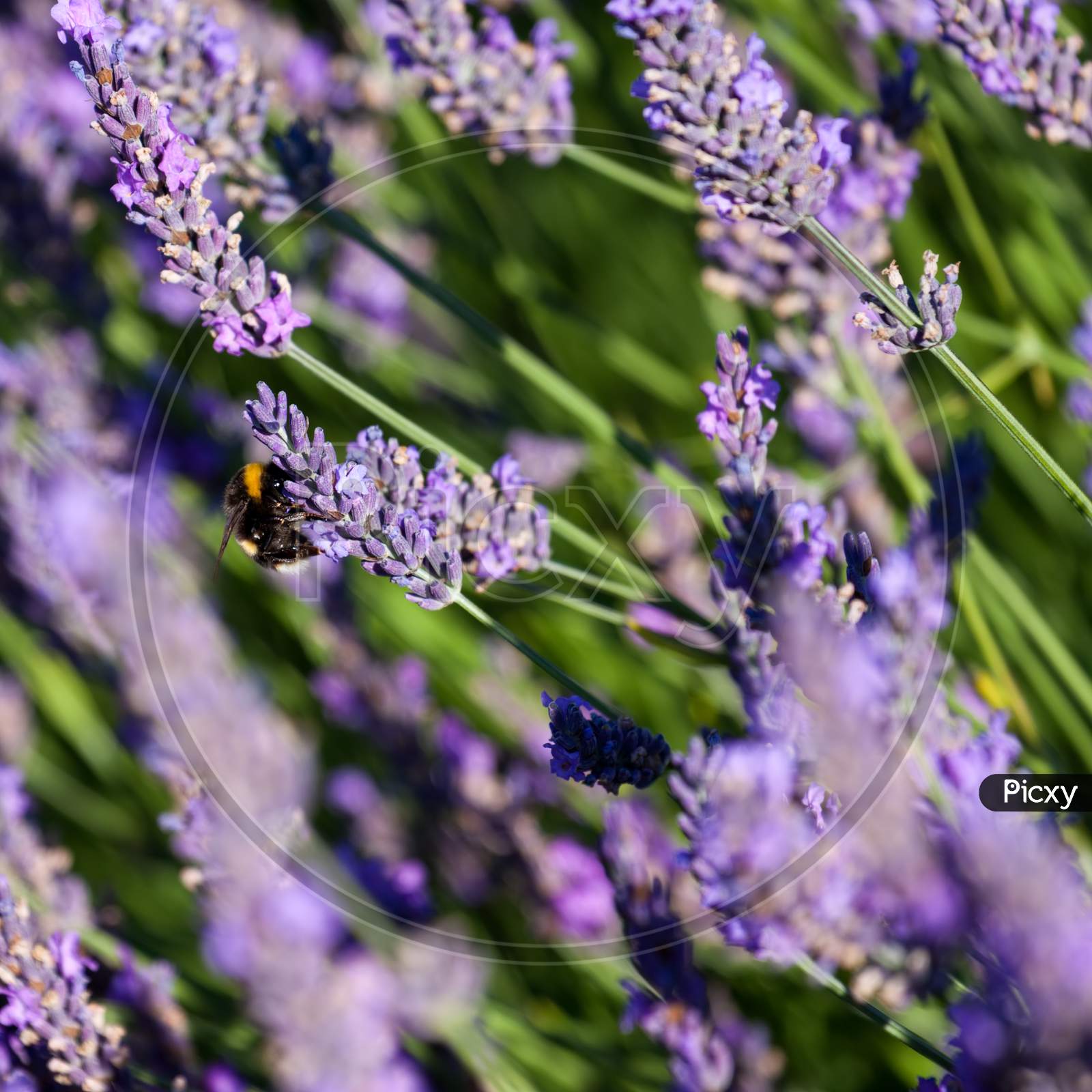 Bumble Bee Collecting Pollen From Lavender Flowers