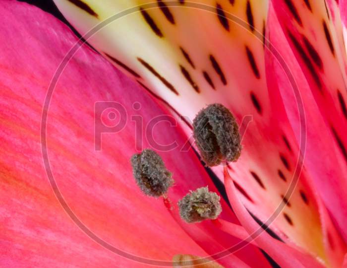 Freesia (Iridaceae) Close-Up