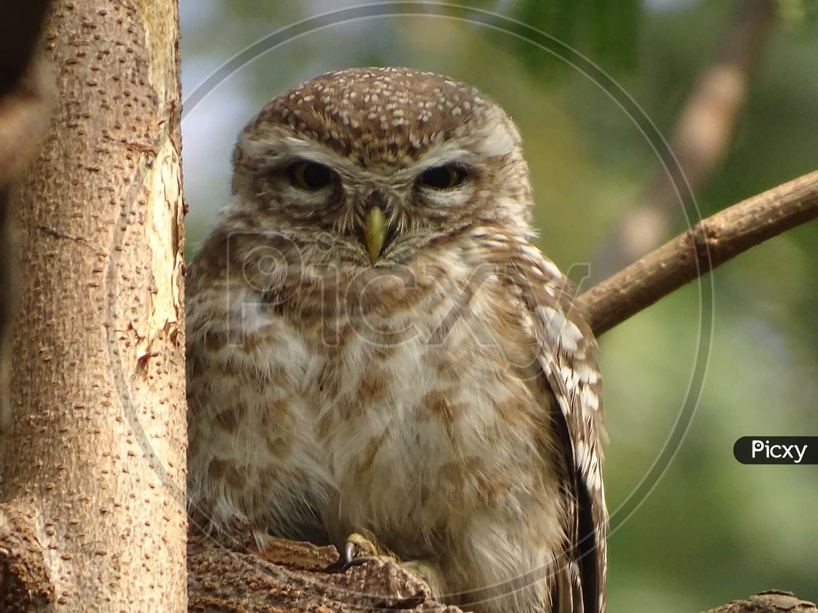 a sleepy Spotted Owlet