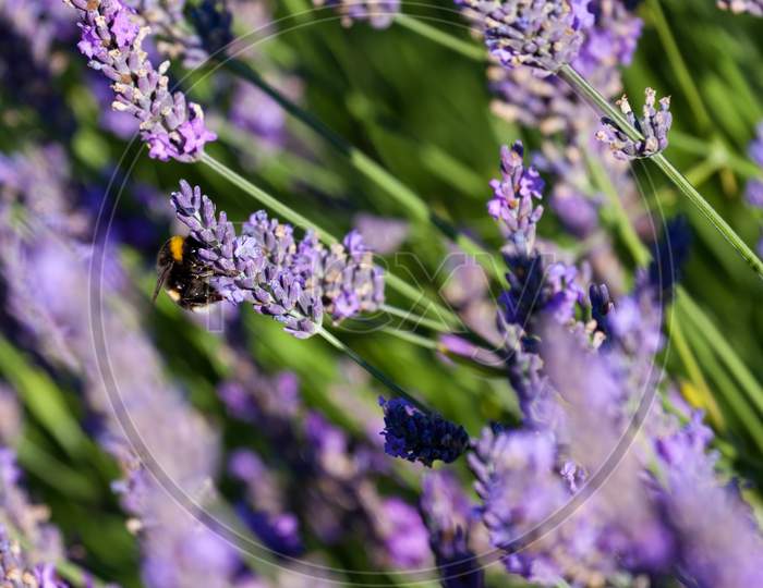 Bumble Bee Collecting Pollen From Lavender Flowers