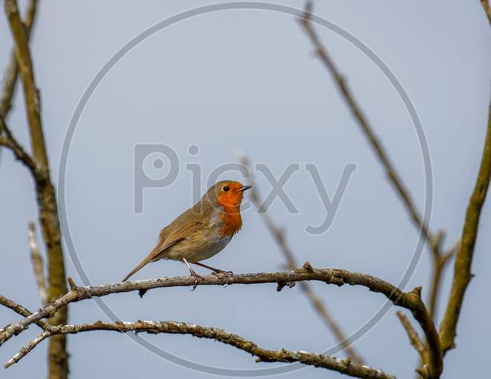 Robin (Erithacus Rubecula) Perched On A Branch In Springtime