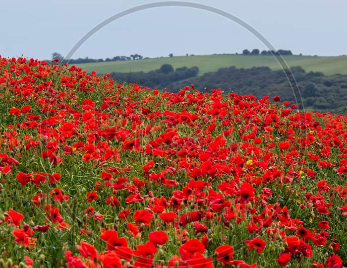 Field Of Poppies In Sussex