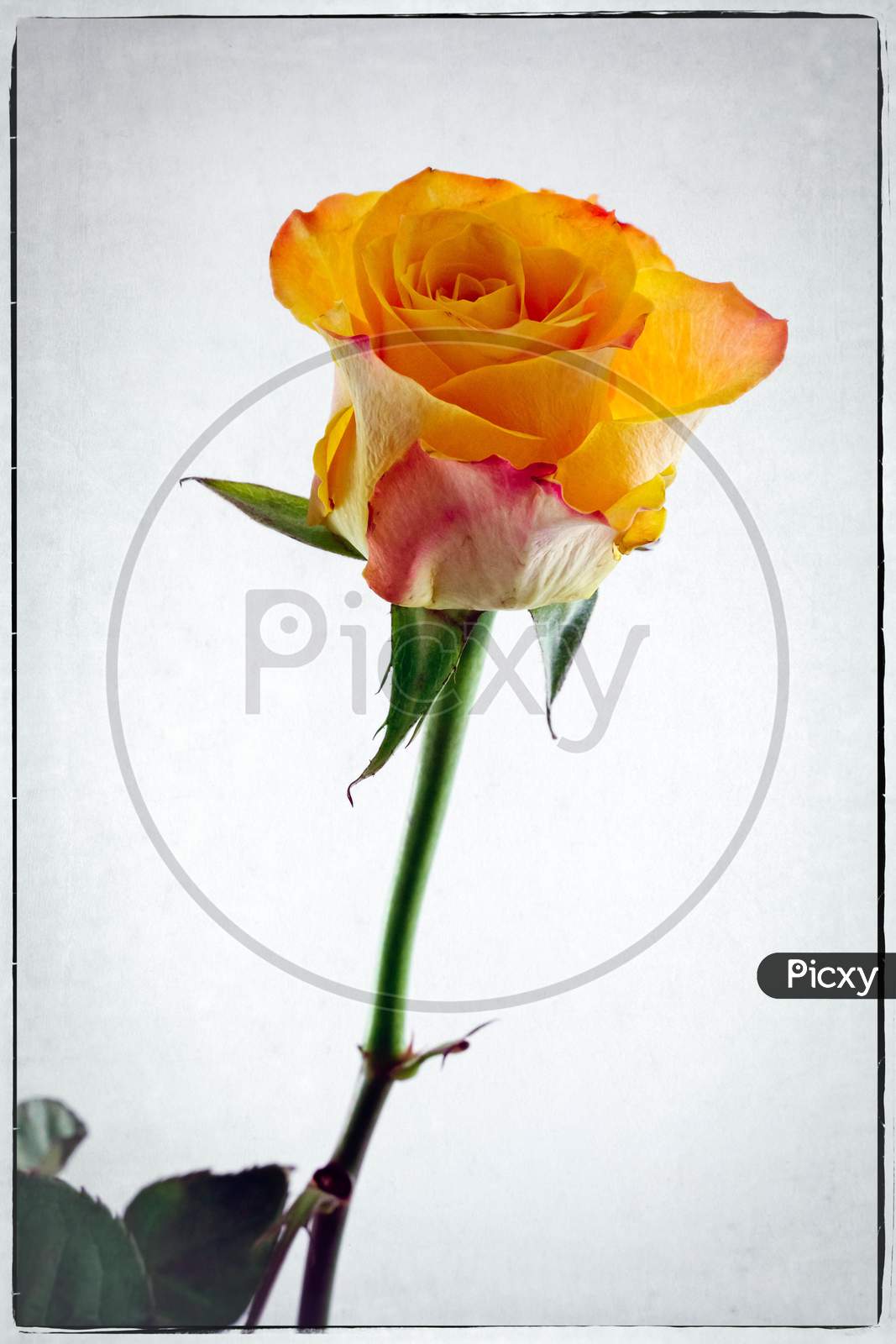 Close-Up Of A Single Orange Rose Stem And Flower