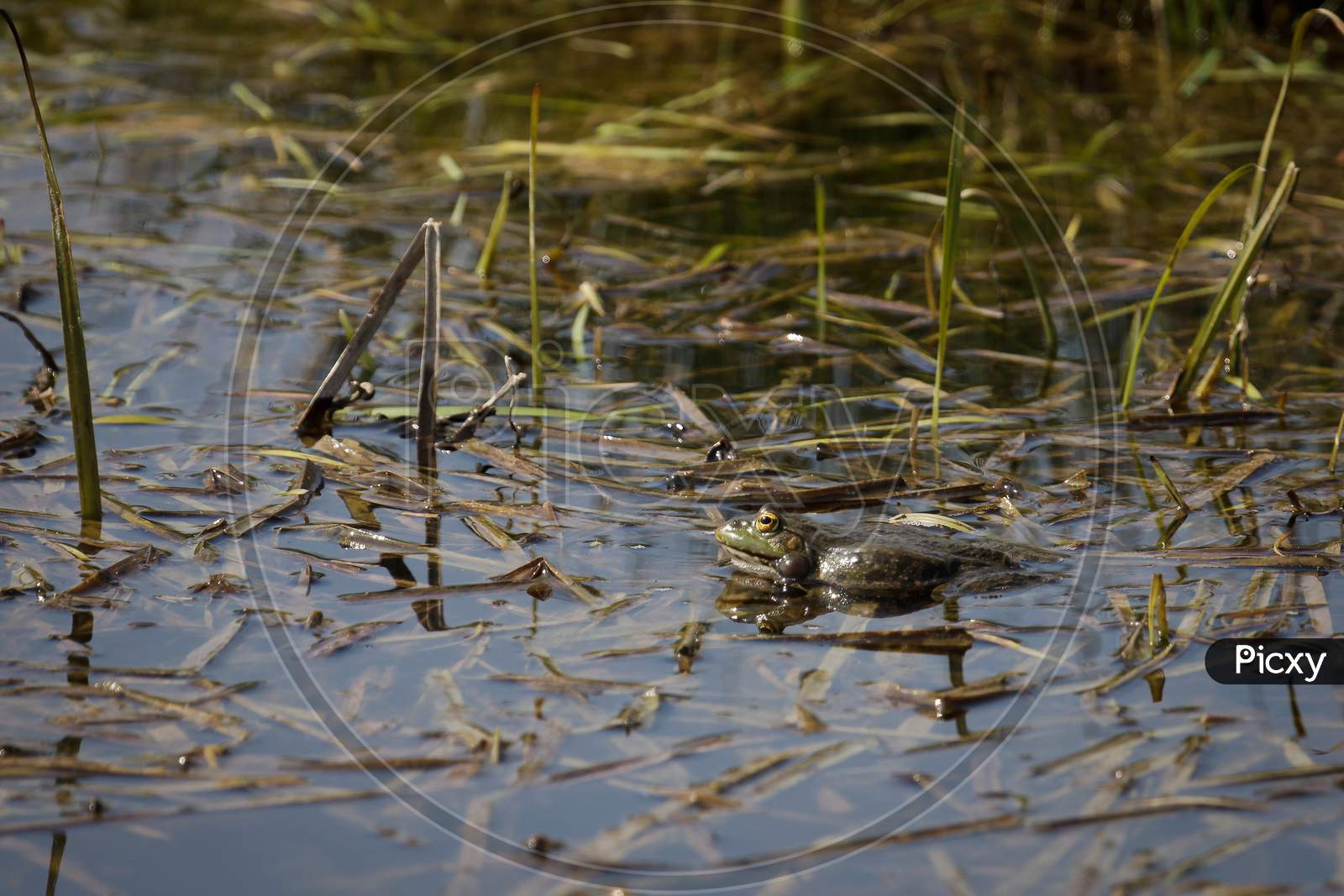 Marsh Frog At Rainham Marshes