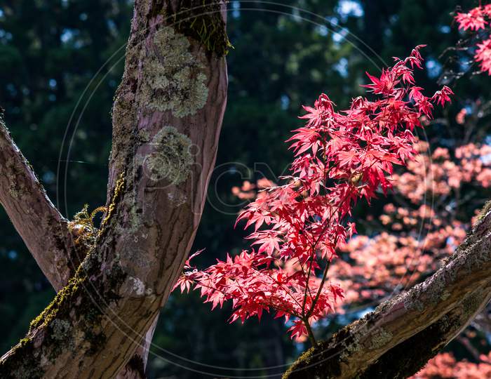 Red Leaves Foliage In Japan During The Momiji Autumn Season