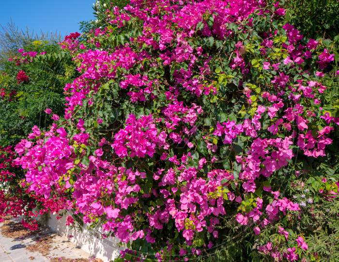 A Large Bougainvillea (Bougainvillea Glabra) Shrub Flowering Profusely In Cyprus