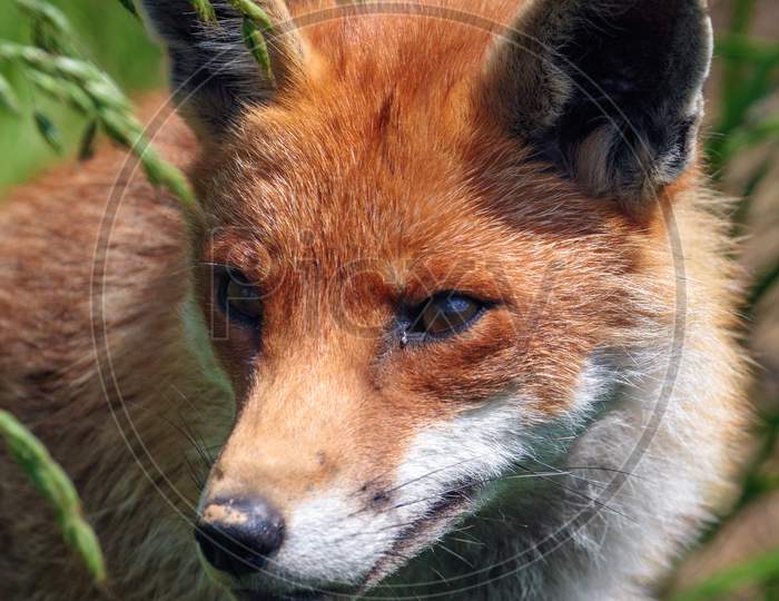 Close-Up Of A Red Fox (Vulpes Vulpes)