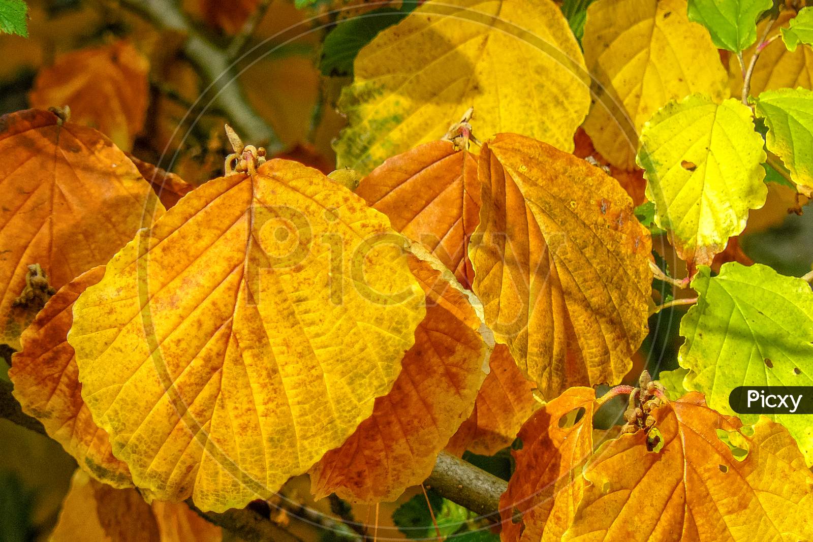 Colourful Decaying Leaves Sunlit With Autumn Sunshine