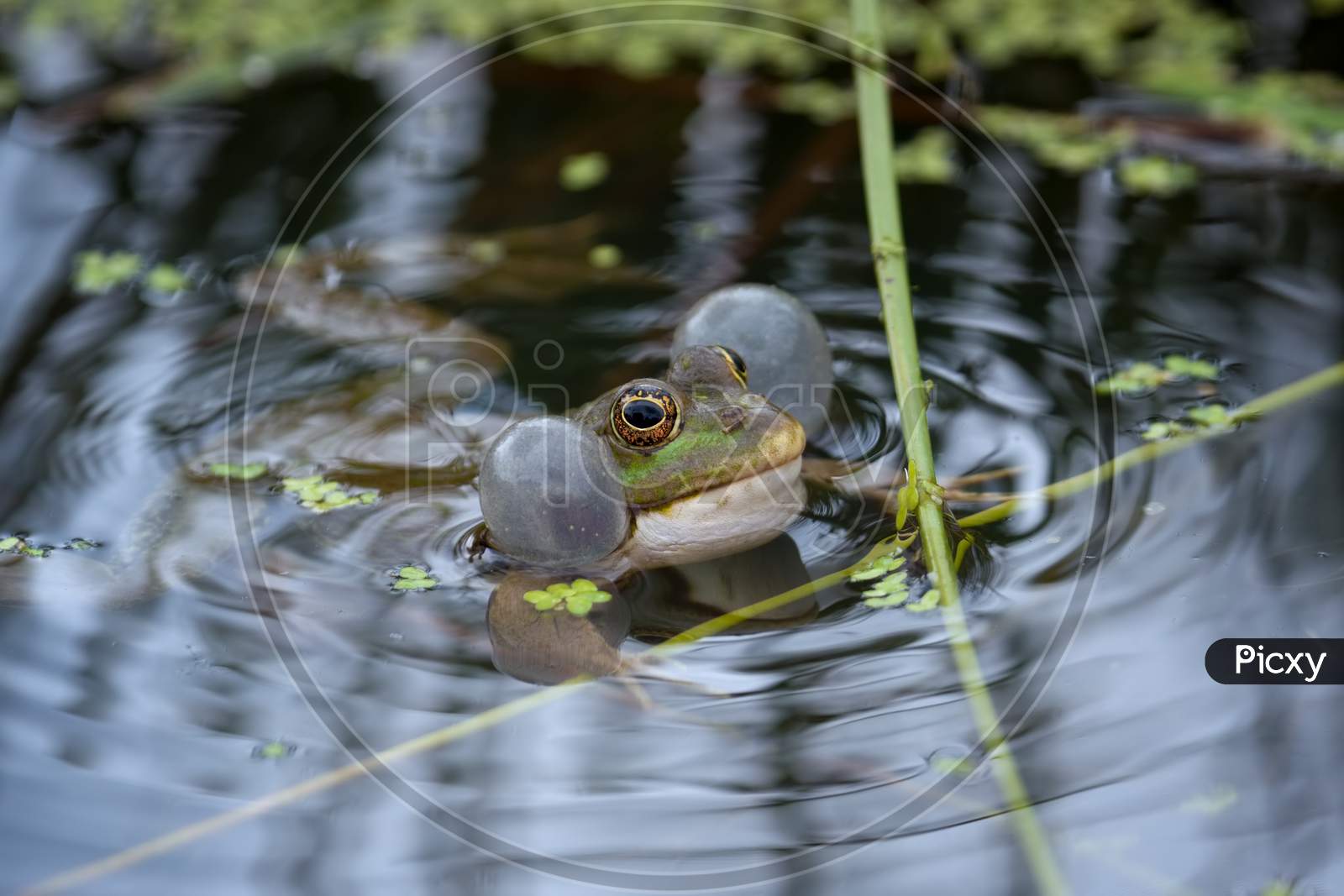 Marsh Frog Resting In A Pond