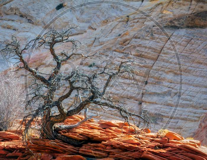 Dead Tree On A Rocky Outcrop In Zion
