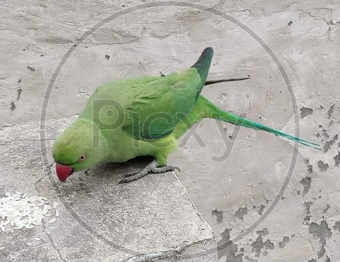 Parrot eating rice