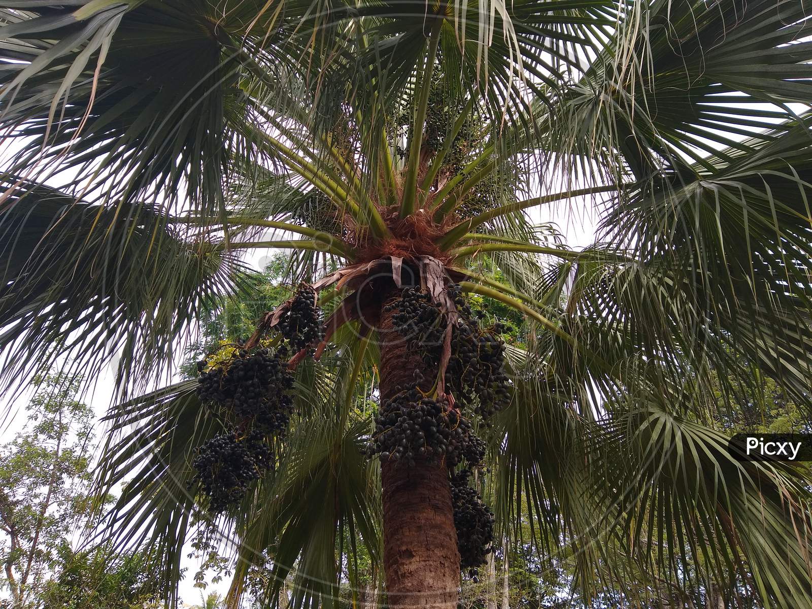 the Chinese fan palm (Livistona chinensis) or fountain palm in a garden