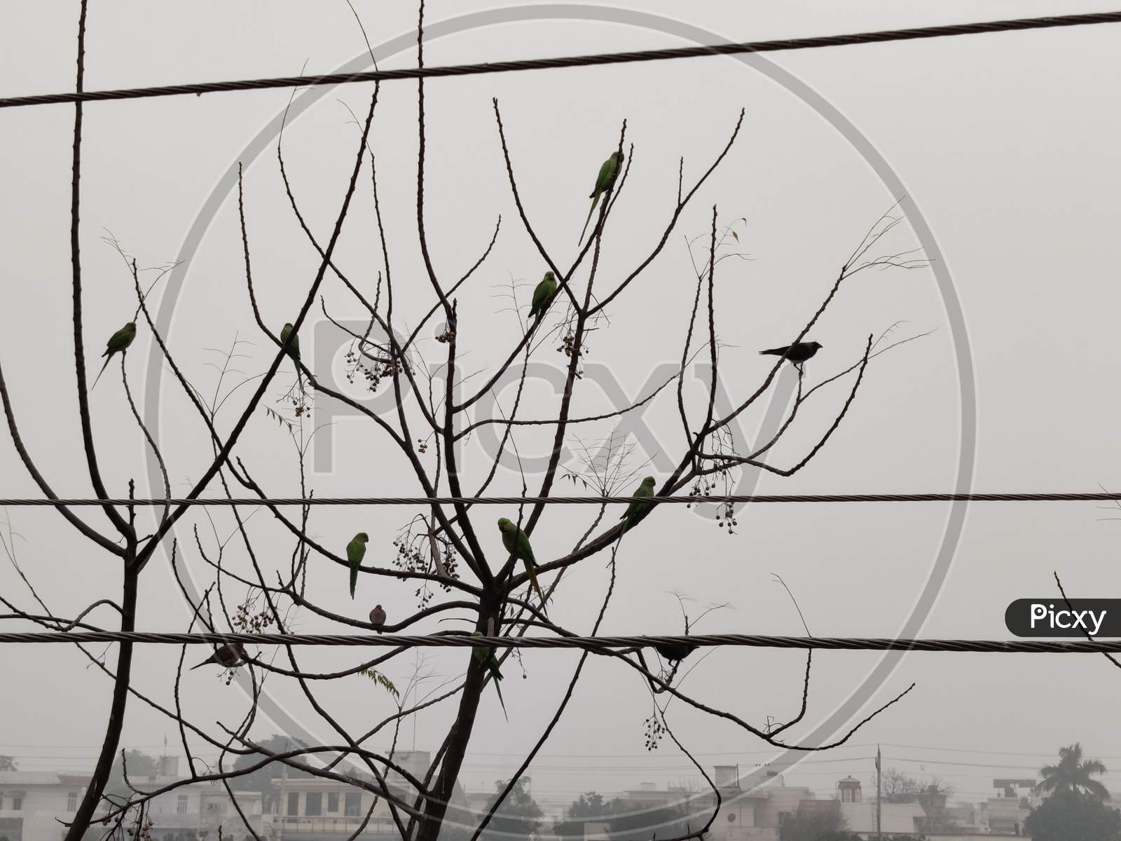 Foggy day enjoying birds