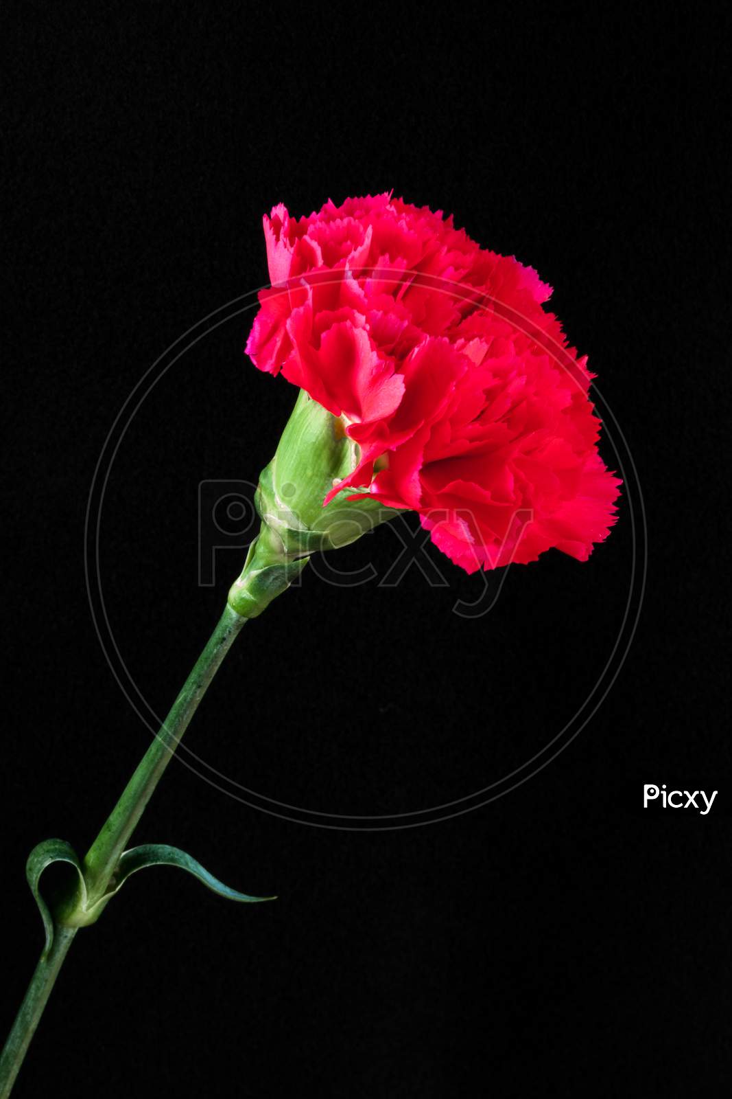Single Red Carnation Against A Black Backgound