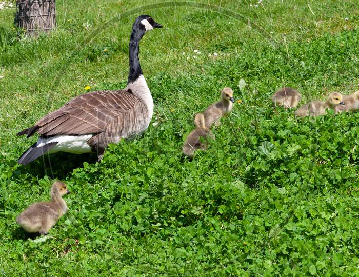 Canada Goose (Branta Canadensis) And Goslings On The Banks Of The River Thames