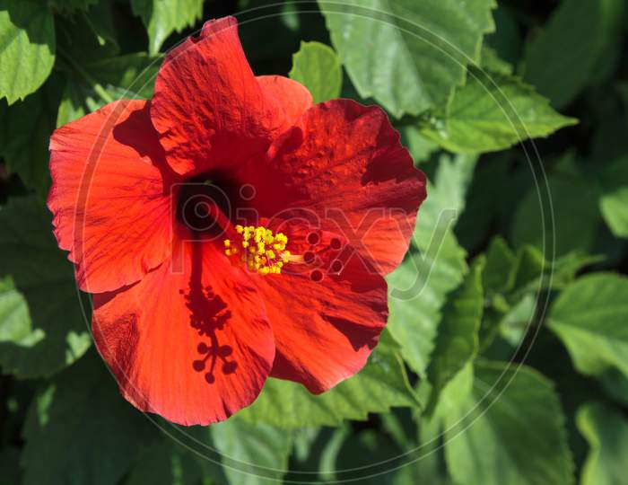 Close-Up Of A Bright Red Hibiscus