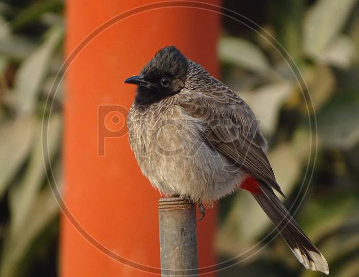 a cute Red-vented Bulbul sitting on waterpipe.