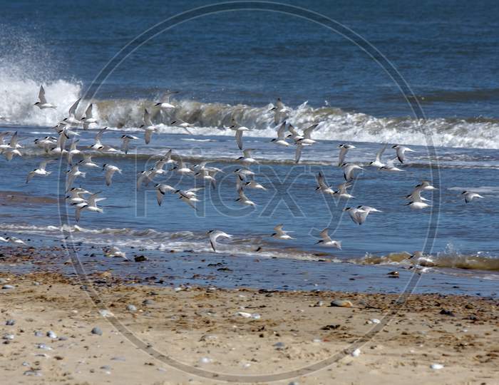 Little Terns (Sternula Albifrons) Flying Along The Beach At Winterton-On-Sea