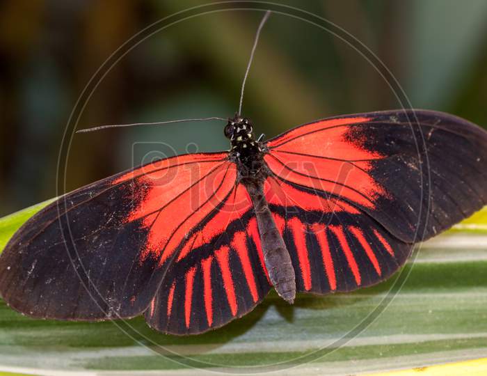 Postman Butterfly (Heliconius Melpomene Resting