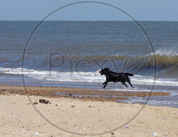 Black Dog With A Red Ball Running Along The Beach At Winterton-On-Sea In Norfolk