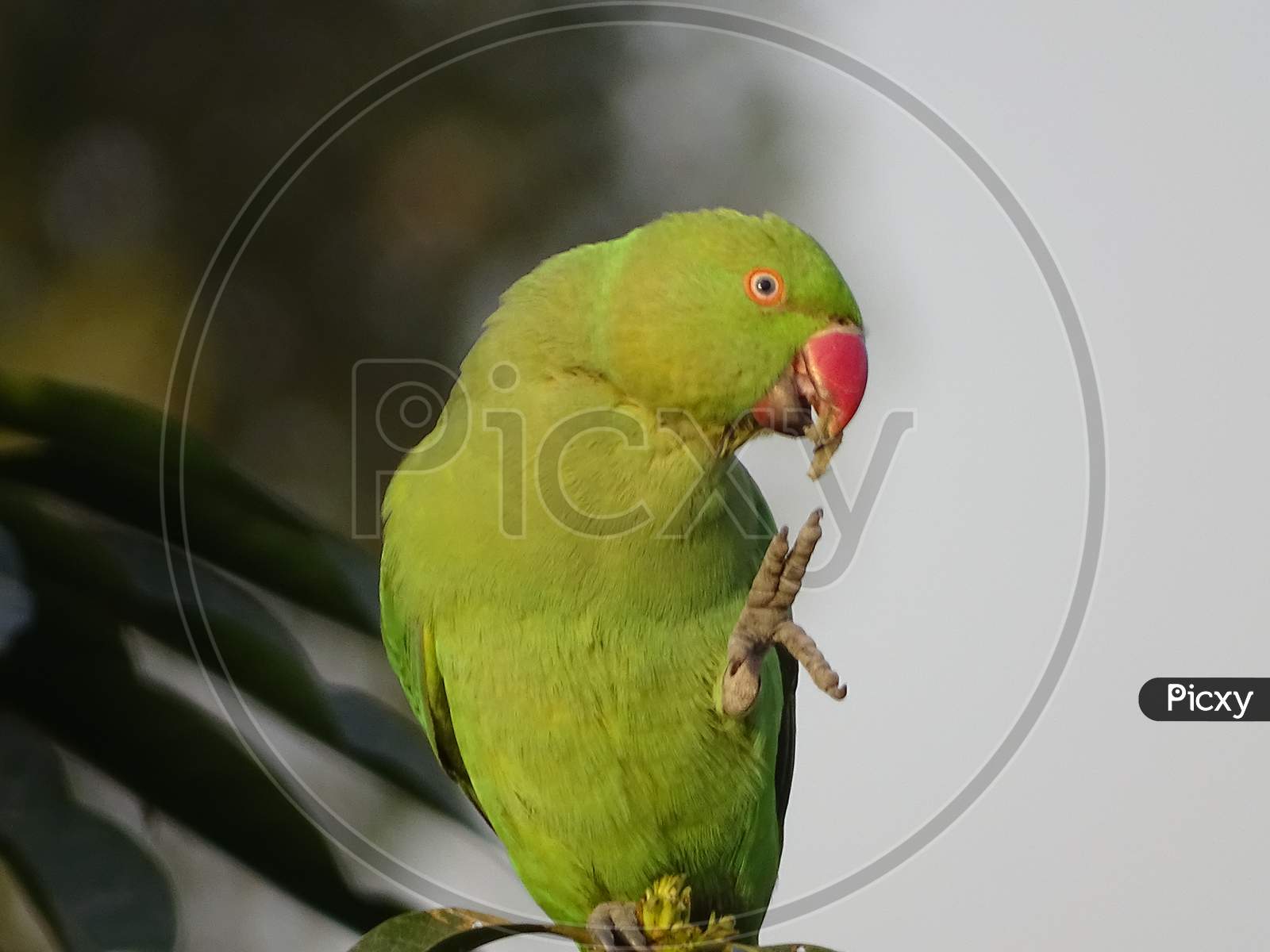 Rose-ringed Parakeet giving highfive