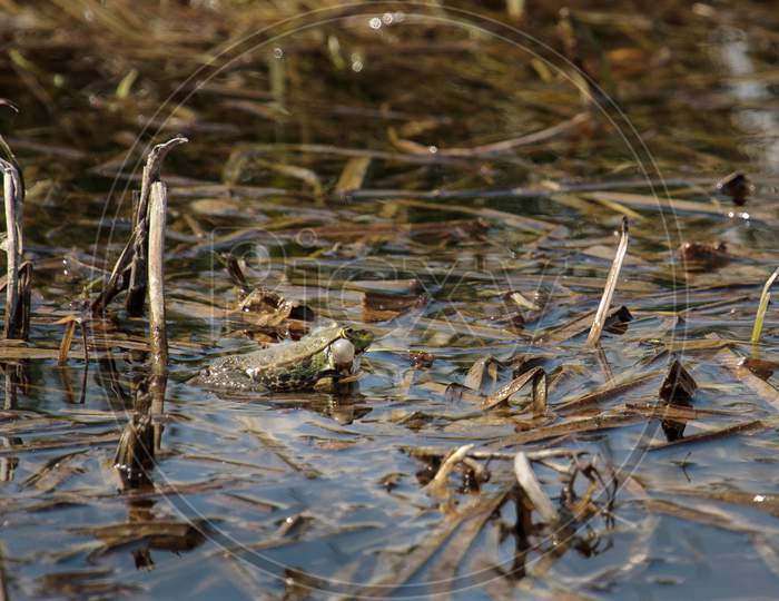 Puffed Uo Marsh Frog At Rainham Marshes